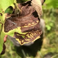Liriomyza carphephori thumbnail 2