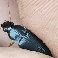 Pennsylvania Dingy Ground Beetle thumbnail 3