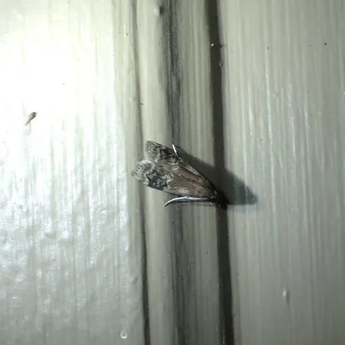 American Plum Borer Moth