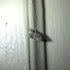 American Plum Borer Moth thumbnail 1