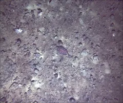 Deepsea Sole thumbnail 4