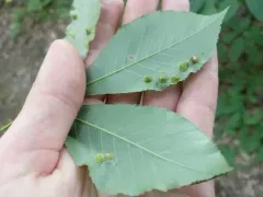 Caryomyia marginata thumbnail 3