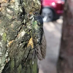 Lyric Cicada thumbnail 2