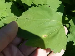 Puccinia xanthii thumbnail 3