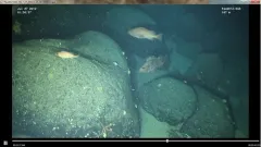 Pygmy Rockfish thumbnail 2