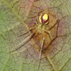 Theridion californicum thumbnail 1