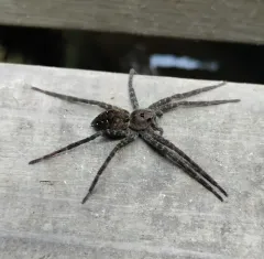 Banded Fishing Spider thumbnail 2