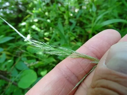 Woodland Muhly