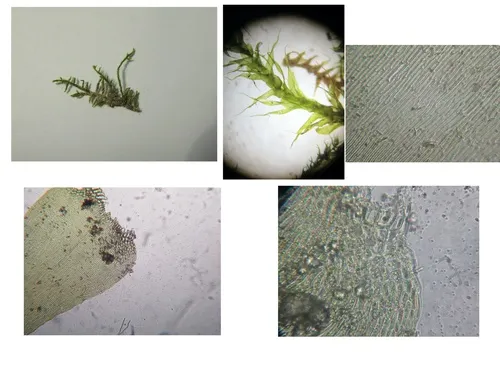 Dull Starry Feather-moss