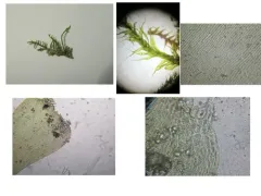 Dull Starry Feather-moss thumbnail 1