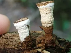Trichoderma latizonatum thumbnail 3