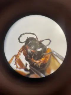 Sphex ashmeadi thumbnail 2