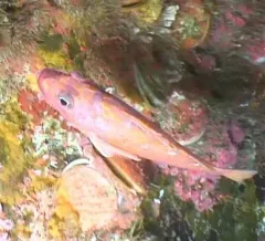 Rosy Rockfish thumbnail 2
