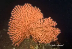 Stephen's Bubblegum Coral thumbnail 1