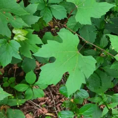 summer grape thumbnail 2