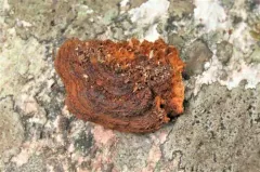 Gloeophyllum protractum thumbnail 2