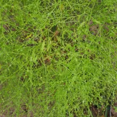 Winged Pigweed thumbnail 4