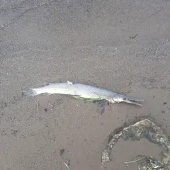 Shortnose Gar thumbnail 3