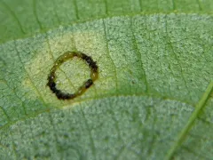 Gliaspilota glutinosa thumbnail 4
