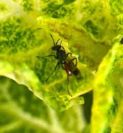 Blotchwing Spider Wasp thumbnail 2