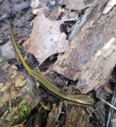Southern Two-lined Salamander thumbnail 2