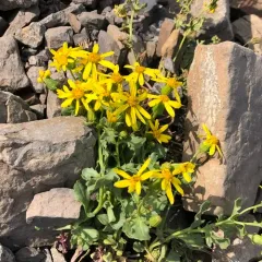 Fremont's Ragwort thumbnail 2