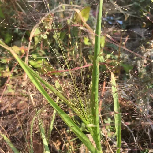 witch grass