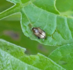 Potato Flea Beetle thumbnail 3