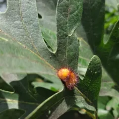 Hedgehog Gall Wasp thumbnail 4