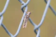 Yellowish Spur-throat Grasshopper thumbnail 3