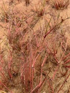 Bulbous Rush thumbnail 2