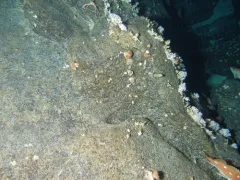 Cockscomb Cup Coral thumbnail 3