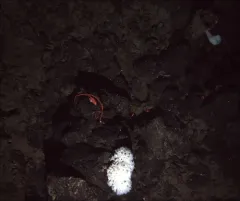 Red Rope Coral thumbnail 4