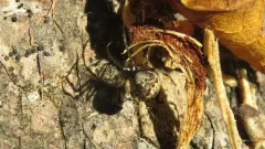 Cryptachaea rupicola thumbnail 4