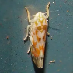 Erythroneura vagabunda thumbnail 2