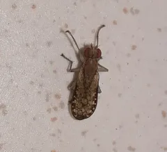 Trypetoptera canadensis thumbnail 2