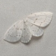 Northern Eudeilinia Moth thumbnail 3