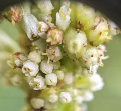Hazel Dodder thumbnail 3