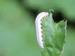 Loosestrife Sawfly thumbnail 2