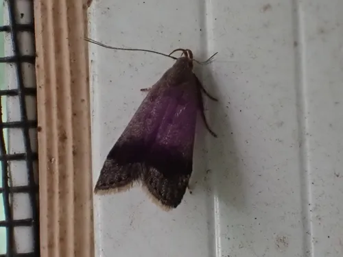 Anacampsis fragariella