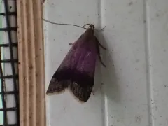 Anacampsis fragariella thumbnail 1