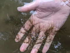 thread-leaved water-nymph thumbnail 3