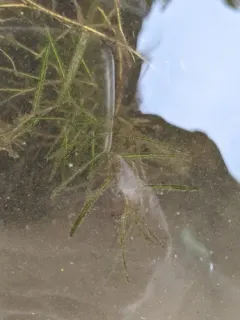 Straightleaf Pondweed thumbnail 2