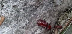 Neandra marginicollis thumbnail 1