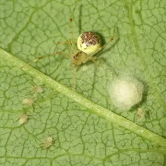 False Pirate Spider thumbnail 3