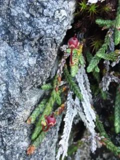 Club-moss mountain heather thumbnail 2