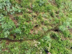 Tundra Vole thumbnail 2