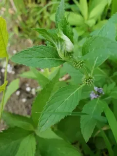 Dasineura aromaticae thumbnail 2