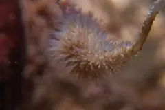 Creeping Bryozoan thumbnail 3
