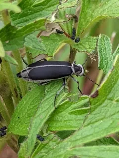 Clematis Blister Beetle thumbnail 4